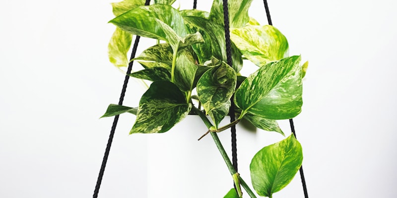 世界杯冠军奖杯大力神杯特写